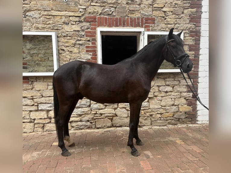 Duitse rijpony Ruin 4 Jaar 151 cm Zwart in Osnabrück