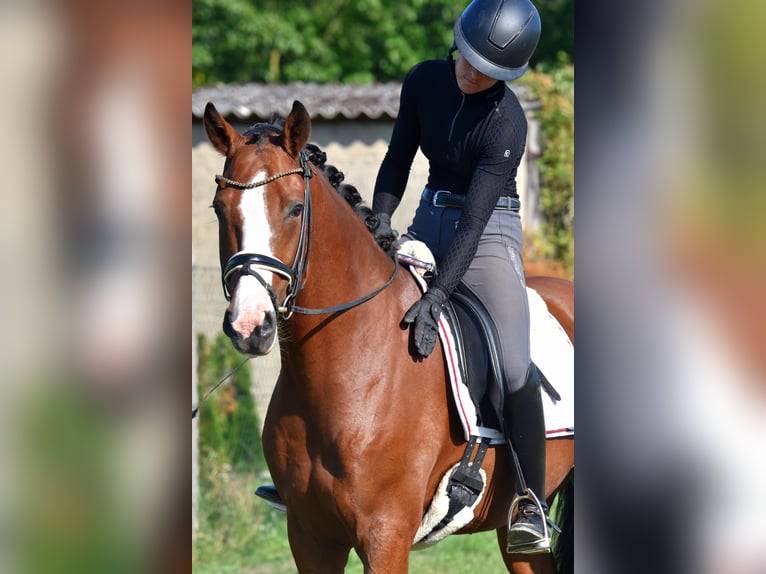 Duitse rijpony Ruin 4 Jaar 152 cm Bruin in Kamern