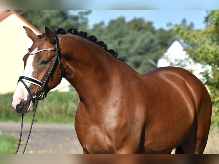 Duitse rijpony Ruin 4 Jaar 152 cm Bruin in Kamern