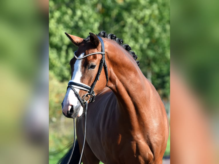 Duitse rijpony Ruin 4 Jaar 152 cm Bruin in Kamern