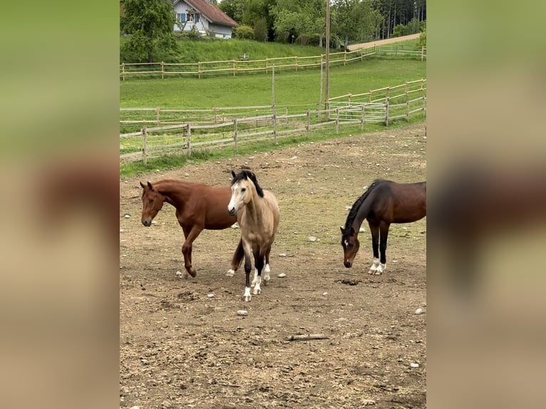 Duitse rijpony Ruin 4 Jaar 152 cm Buckskin in Wangen im Allg&#xE4;u