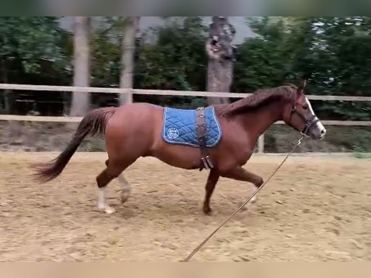 Duitse rijpony Ruin 4 Jaar 152 cm Donkere-vos in Borgentreich