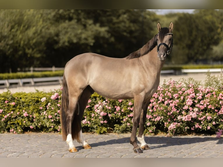 Duitse rijpony Ruin 4 Jaar 152 cm Falbe in Grevenbroich