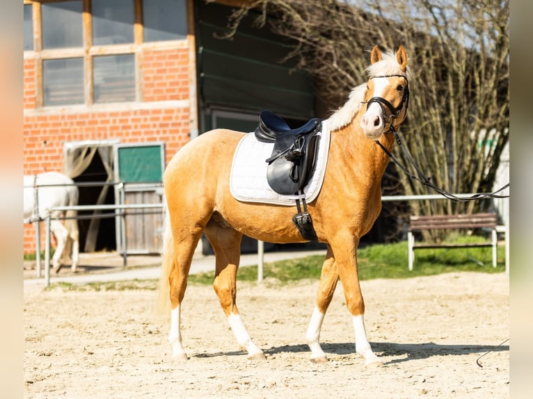 Duitse rijpony Ruin 4 Jaar 152 cm Palomino in Münster