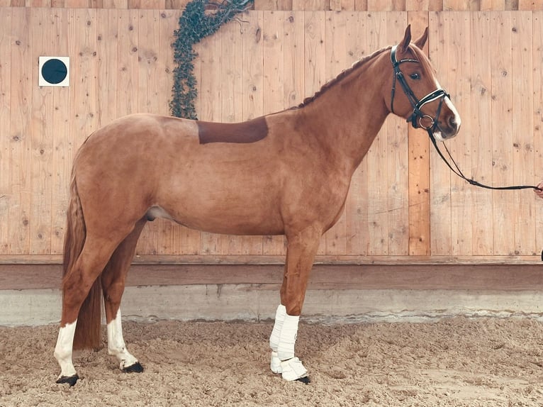 Duitse rijpony Ruin 4 Jaar 152 cm Vos in Ampflwang