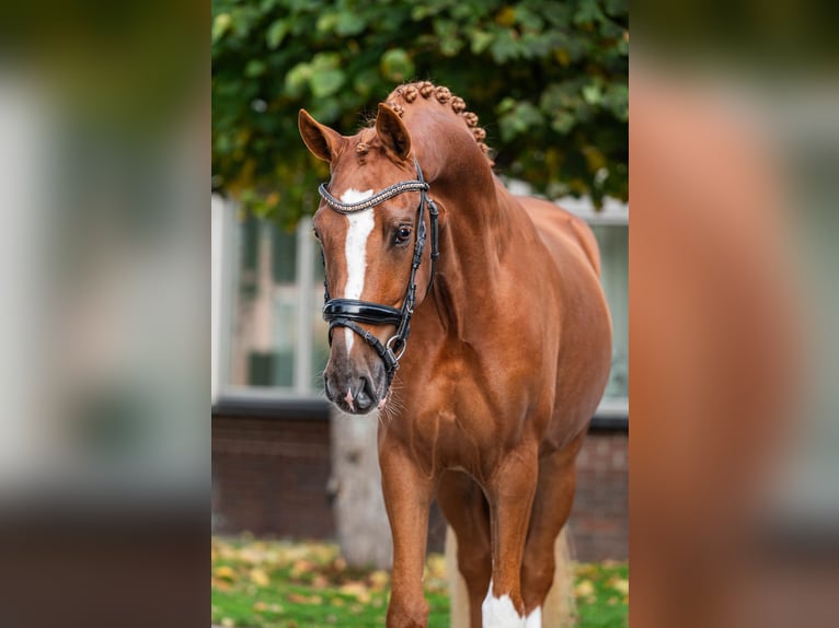 Duitse rijpony Ruin 4 Jaar 152 cm Vos in Schoorl