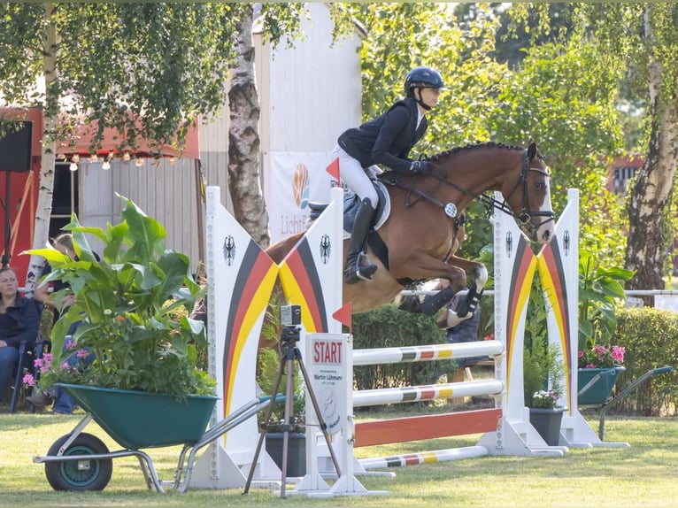 Duitse rijpony Ruin 4 Jaar 153 cm Bruin in Bülstringen