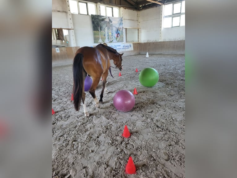 Duitse rijpony Ruin 4 Jaar 153 cm Bruin in Bülstringen