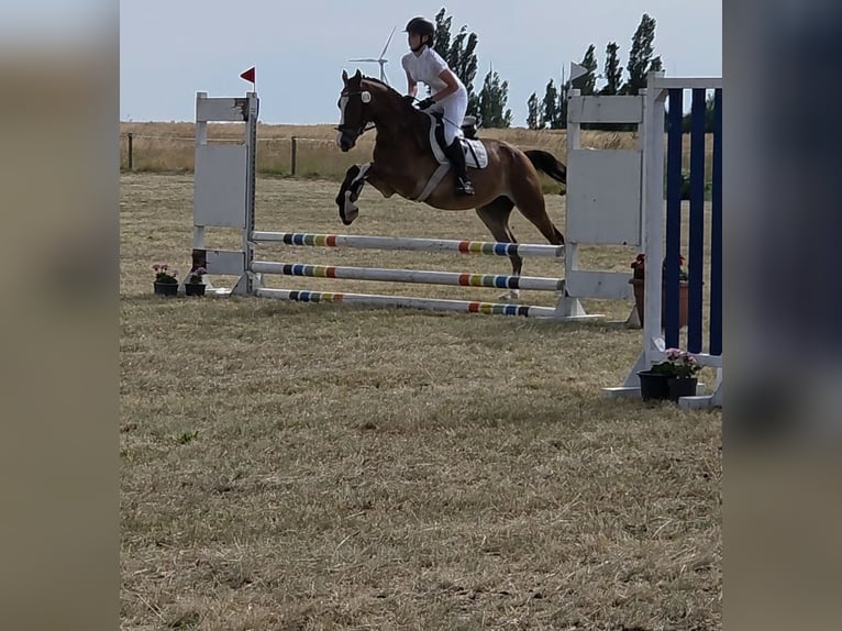 Duitse rijpony Ruin 4 Jaar 153 cm Bruin in Bülstringen