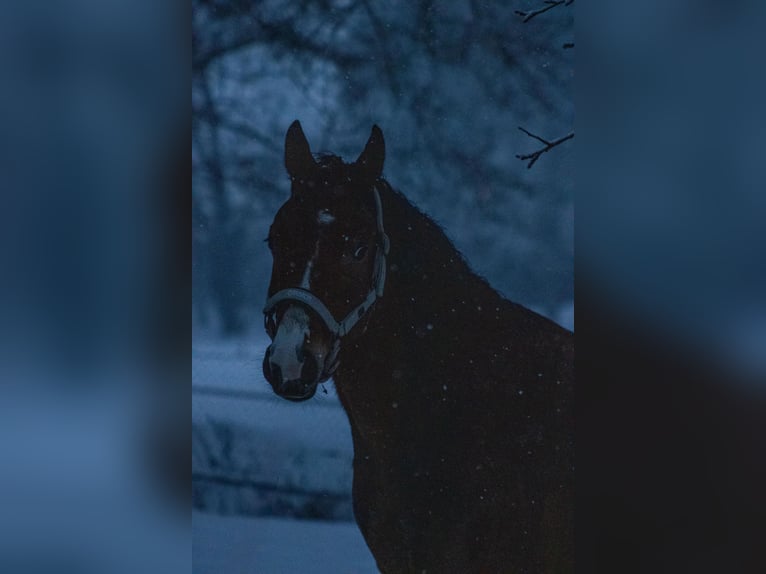 Duitse rijpony Ruin 4 Jaar 153 cm Bruin in Gelchsheim 97255