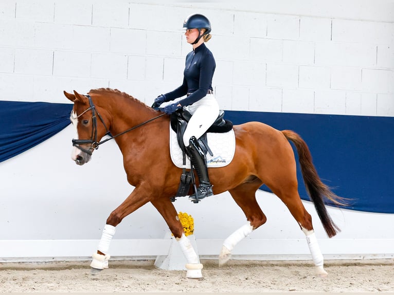 Duitse rijpony Ruin 4 Jaar 153 cm Vos in Marsberg