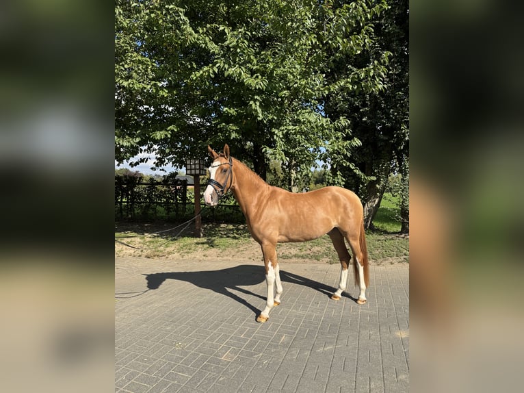 Duitse rijpony Ruin 4 Jaar 153 cm Vos in Tönisvorst