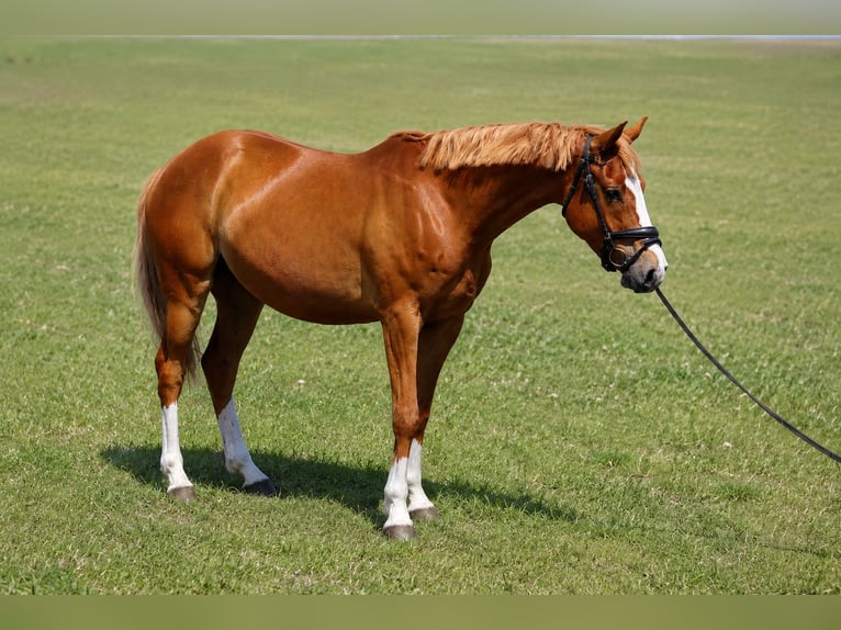 Duitse rijpony Ruin 4 Jaar 153 cm Vos in Treuenbrietzen