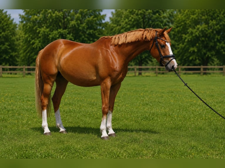 Duitse rijpony Ruin 4 Jaar 153 cm Vos in Treuenbrietzen