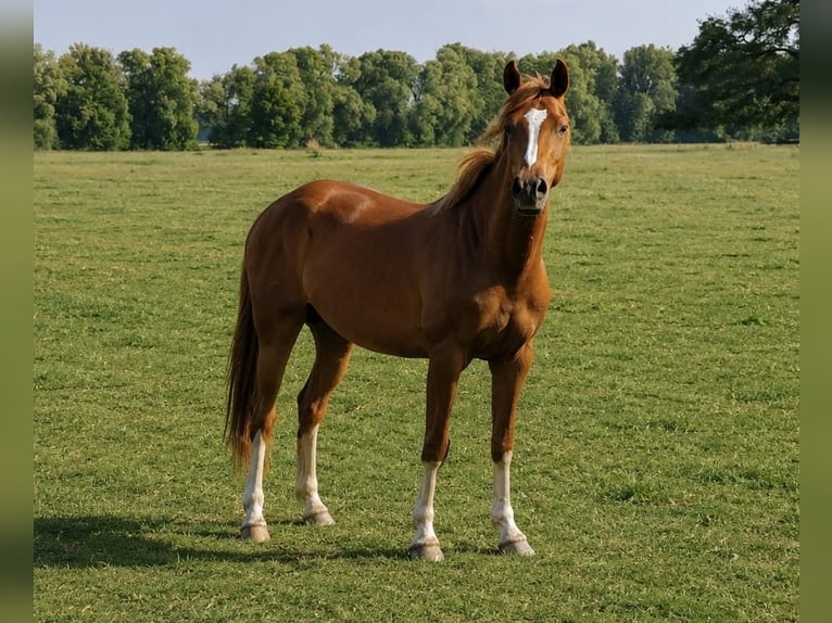 Duitse rijpony Ruin 4 Jaar 153 cm Vos in Treuenbrietzen