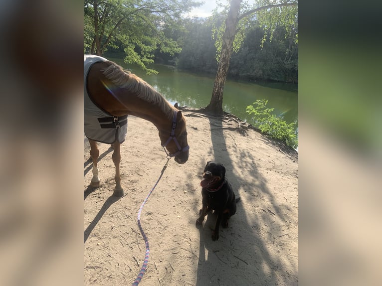 Duitse rijpony Ruin 4 Jaar 153 cm Vos in Ellerstadt