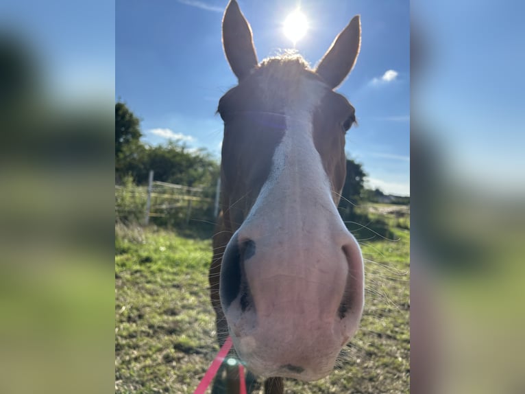 Duitse rijpony Ruin 4 Jaar 153 cm Vos in Ellerstadt
