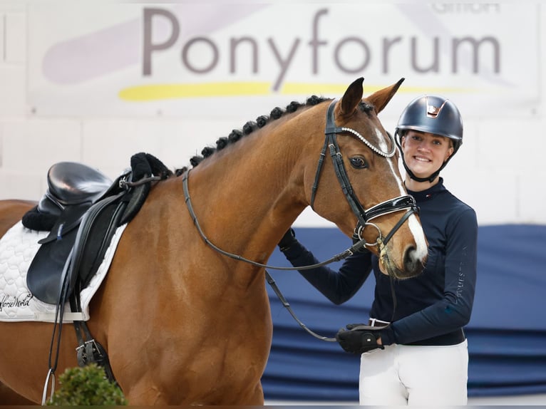 Duitse rijpony Ruin 4 Jaar 154 cm Bruin in Marsberg