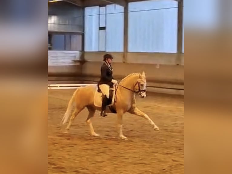 Duitse rijpony Ruin 4 Jaar 154 cm Palomino in Neustadt
