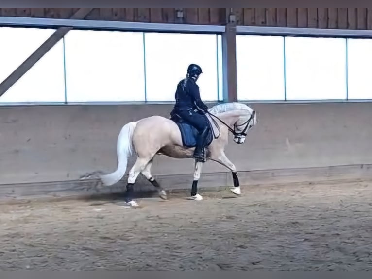 Duitse rijpony Ruin 4 Jaar 154 cm Palomino in Bad Dürrheim