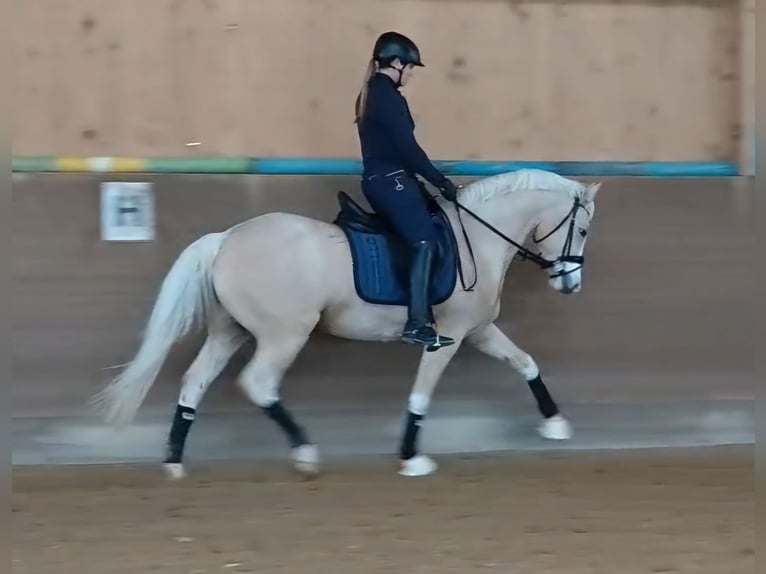 Duitse rijpony Ruin 4 Jaar 154 cm Palomino in Bad Dürrheim