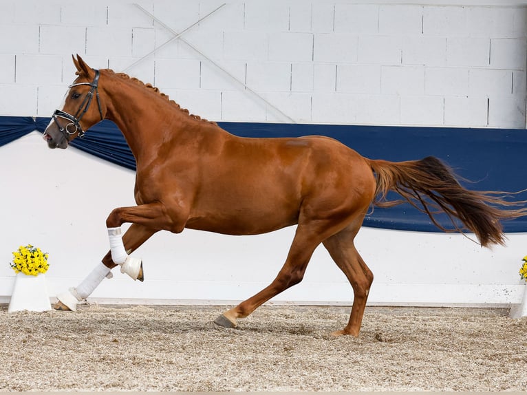 Duitse rijpony Ruin 4 Jaar 154 cm Vos in Marsberg