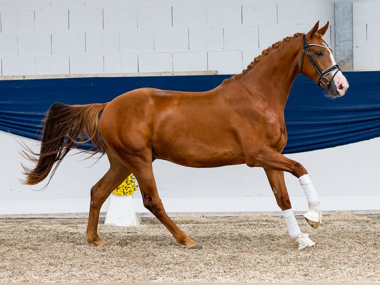 Duitse rijpony Ruin 4 Jaar 154 cm Vos in Marsberg