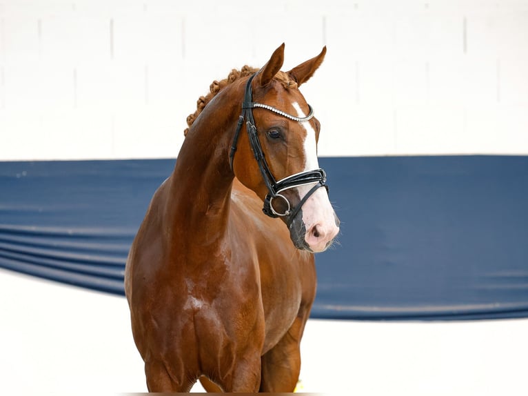 Duitse rijpony Ruin 4 Jaar 154 cm Vos in Marsberg