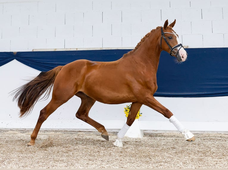 Duitse rijpony Ruin 4 Jaar 154 cm Vos in Marsberg