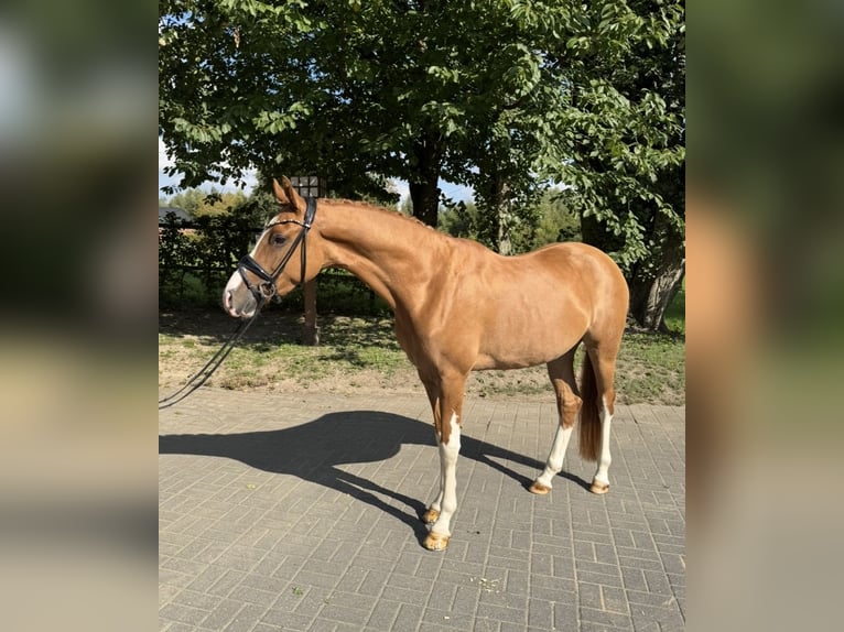 Duitse rijpony Ruin 4 Jaar 154 cm Vos in Tönisvorst