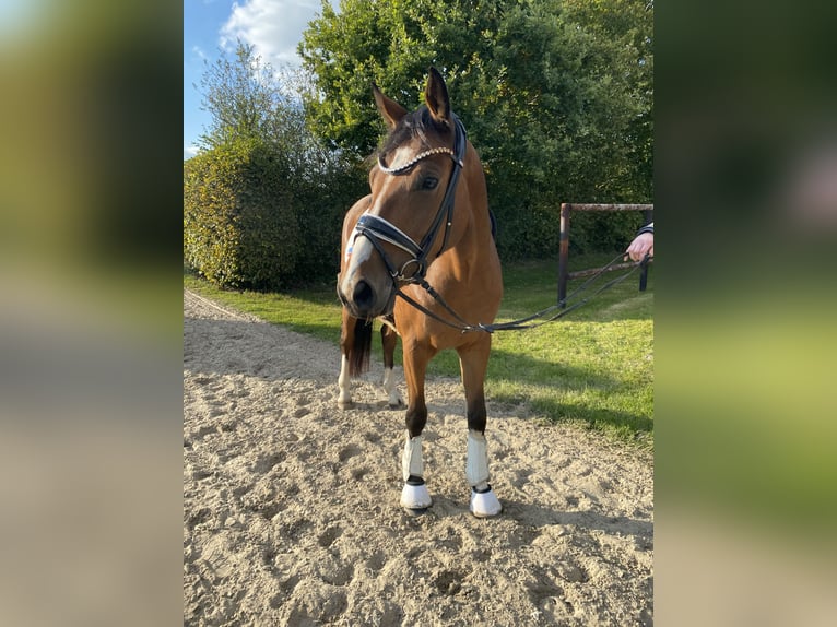 Duitse rijpony Ruin 4 Jaar 155 cm Bruin in Mohrkirch