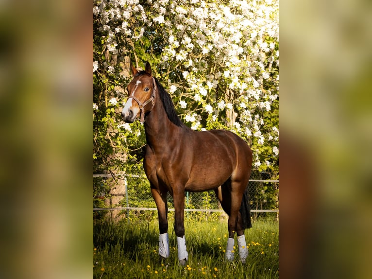 Duitse rijpony Ruin 4 Jaar 155 cm Bruin in Gelchsheim 97255