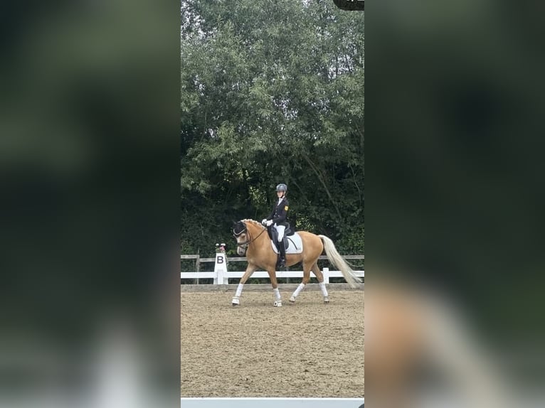 Duitse rijpony Ruin 4 Jaar 155 cm Bruin in Gelchsheim 97255