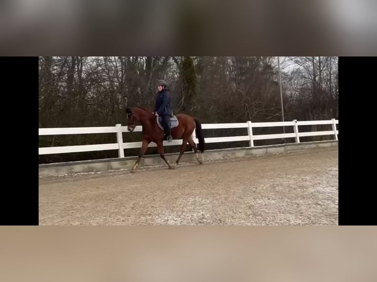 Duitse rijpony Ruin 4 Jaar 155 cm Bruin in Waldenbuch