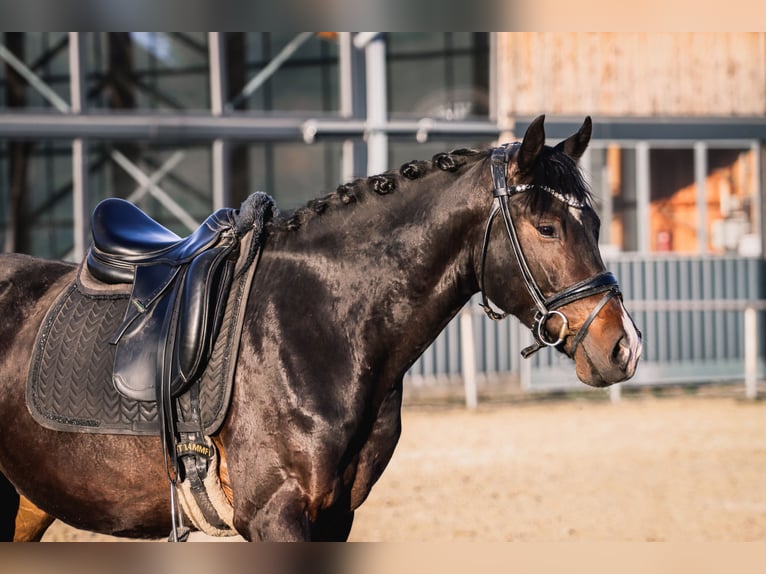 Duitse rijpony Ruin 4 Jaar 155 cm Donkerbruin in Hattingen