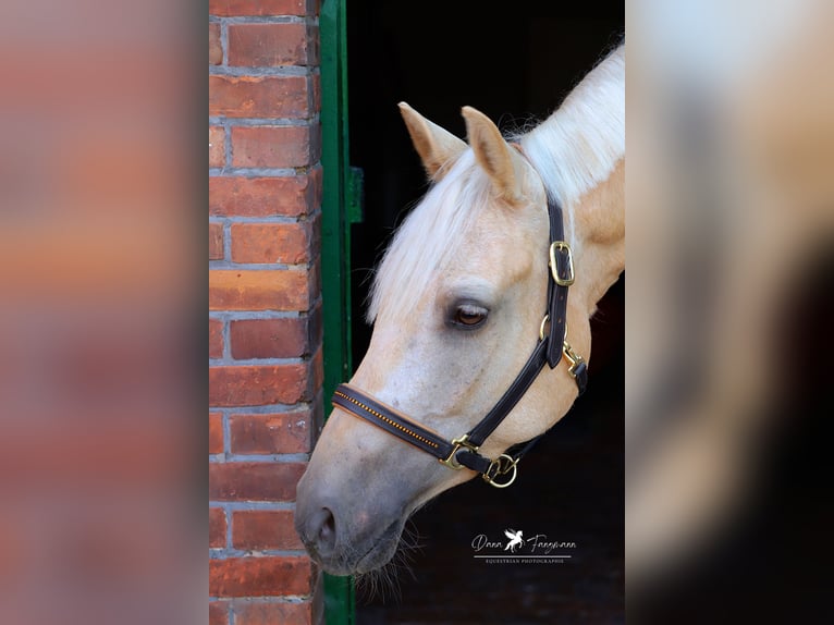 Duitse rijpony Ruin 4 Jaar 155 cm Palomino in Neuenkirchen-Vörden