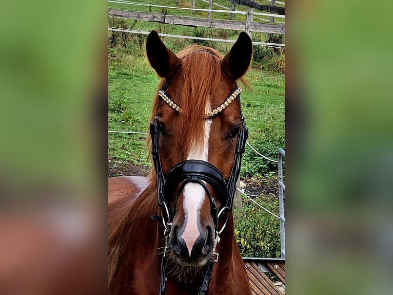 Duitse rijpony Ruin 4 Jaar 155 cm Vos in Ruppichteroth