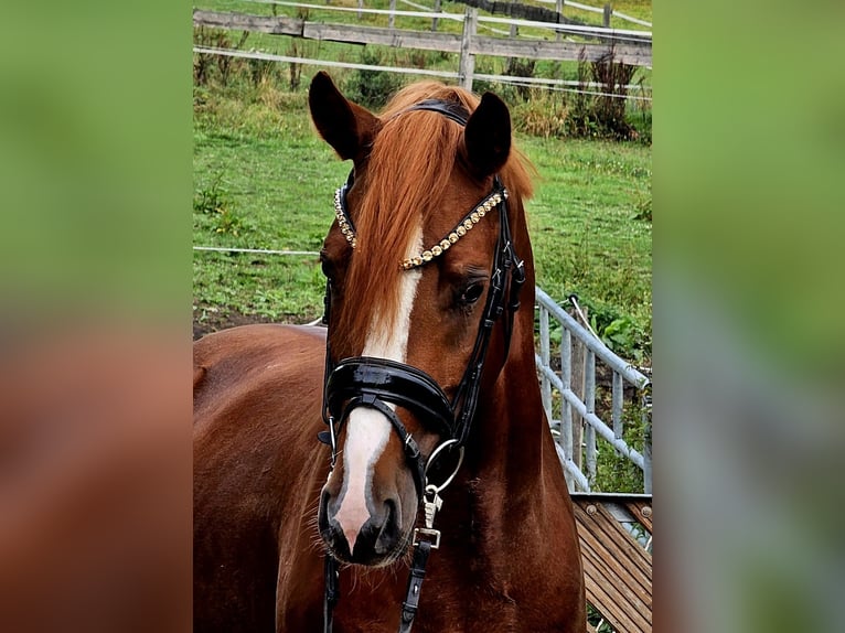 Duitse rijpony Ruin 4 Jaar 155 cm Vos in Ruppichteroth