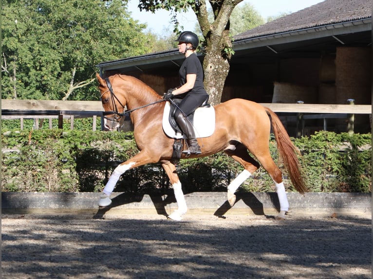 Duitse rijpony Ruin 4 Jaar 155 cm Vos in Tönisvorst