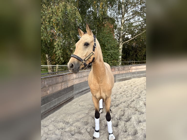 Duitse rijpony Ruin 4 Jaar 156 cm Buckskin in Lichtenfels