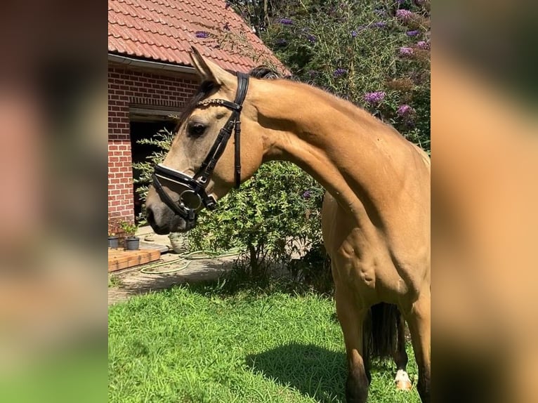 Duitse rijpony Ruin 4 Jaar 158 cm Buckskin in Rochau