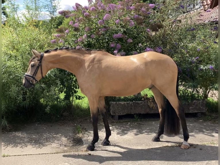 Duitse rijpony Ruin 4 Jaar 158 cm Buckskin in Rochau
