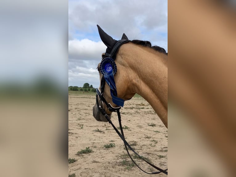 Duitse rijpony Ruin 4 Jaar 158 cm Buckskin in Rochau