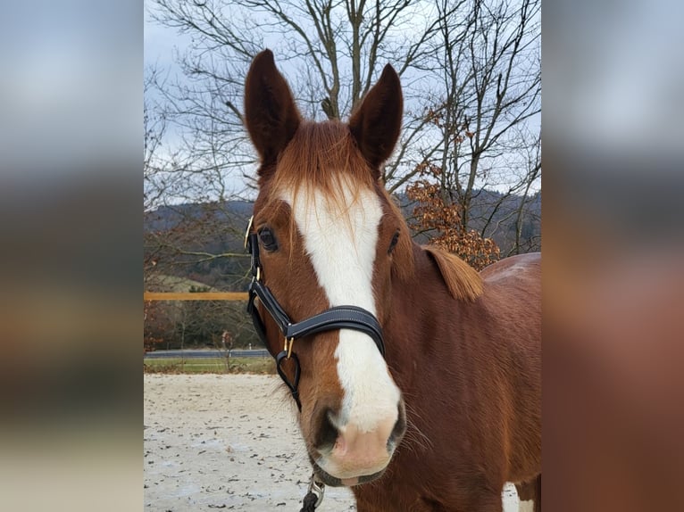 Duitse rijpony Ruin 4 Jaar 158 cm Donkere-vos in Büdingen
