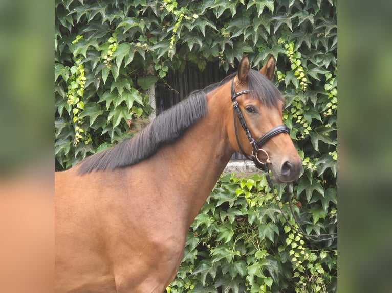 Duitse rijpony Ruin 4 Jaar 160 cm Bruin in Edewecht