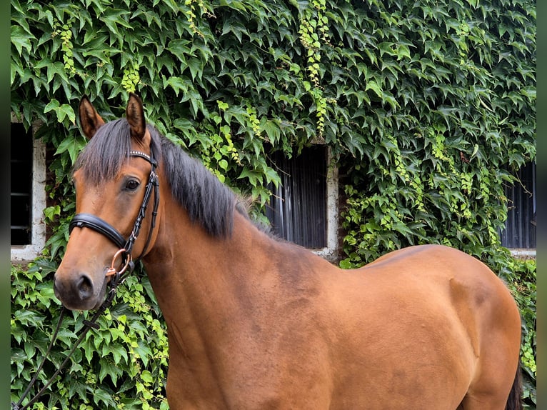 Duitse rijpony Ruin 4 Jaar 160 cm Bruin in Edewecht