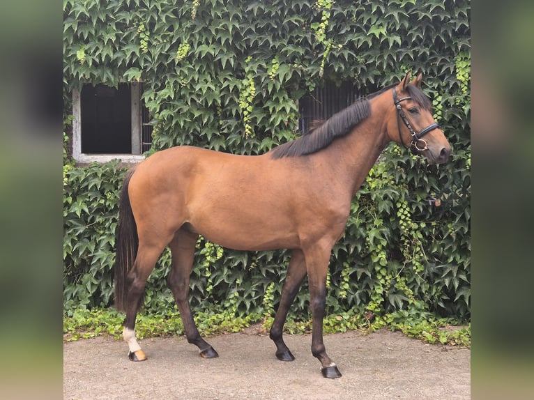 Duitse rijpony Ruin 4 Jaar 160 cm Bruin in Edewecht