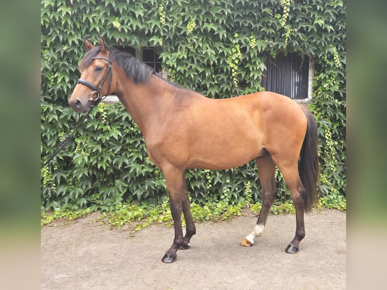 Duitse rijpony Ruin 4 Jaar 160 cm Bruin in Edewecht
