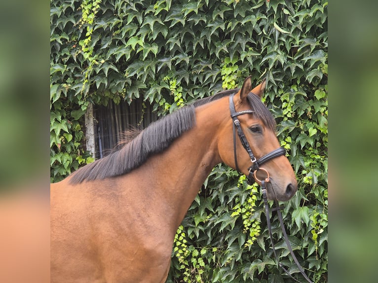 Duitse rijpony Ruin 4 Jaar 160 cm Bruin in Edewecht
