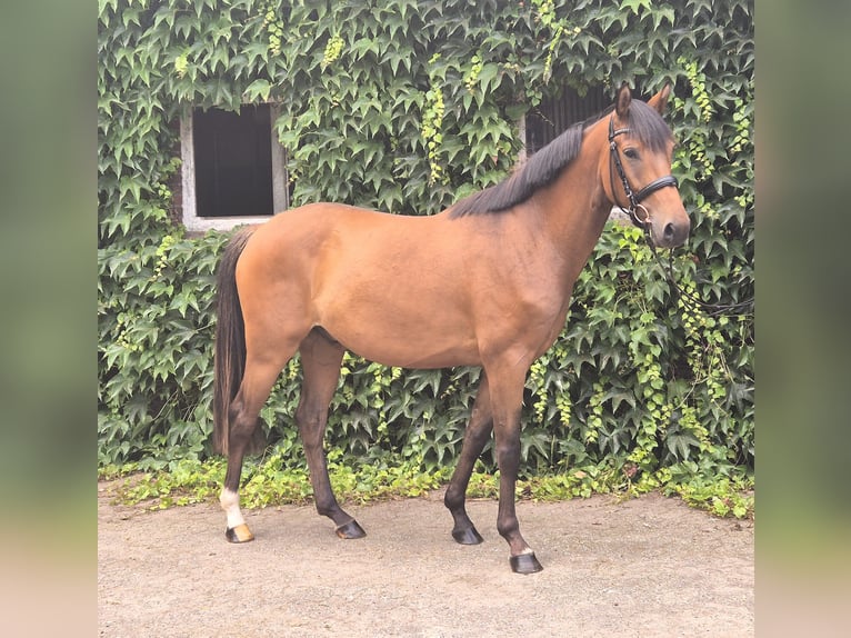 Duitse rijpony Ruin 4 Jaar 160 cm Bruin in Edewecht